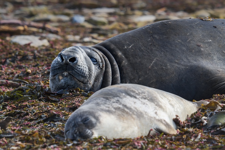 2024_02_West Falkland_Carcass Island_Southern Elephant Seal_Bild41_web.jpg