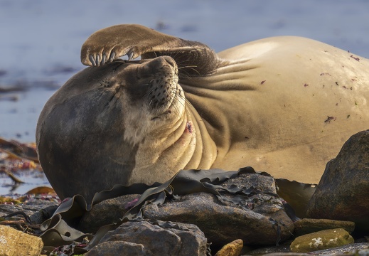 2024 02 West Falkland Carcass Island Southern Elephant Seal Bild43 web