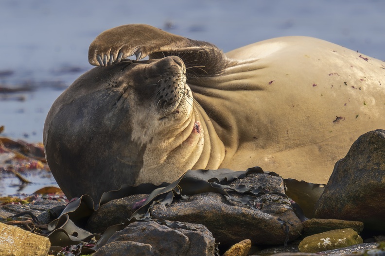 2024_02_West Falkland_Carcass Island_Southern Elephant Seal_Bild43_web.jpg