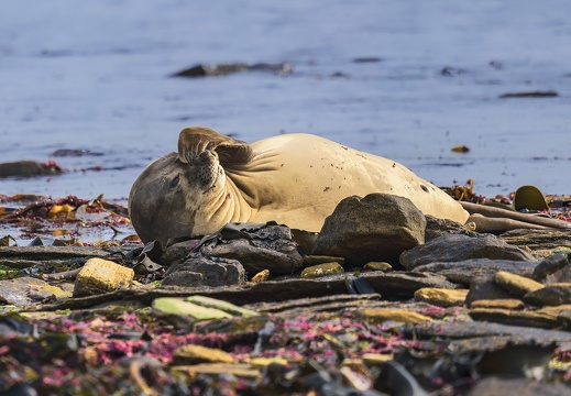2024 02 West Falkland Carcass Island Southern Elephant Seal Bild44 web