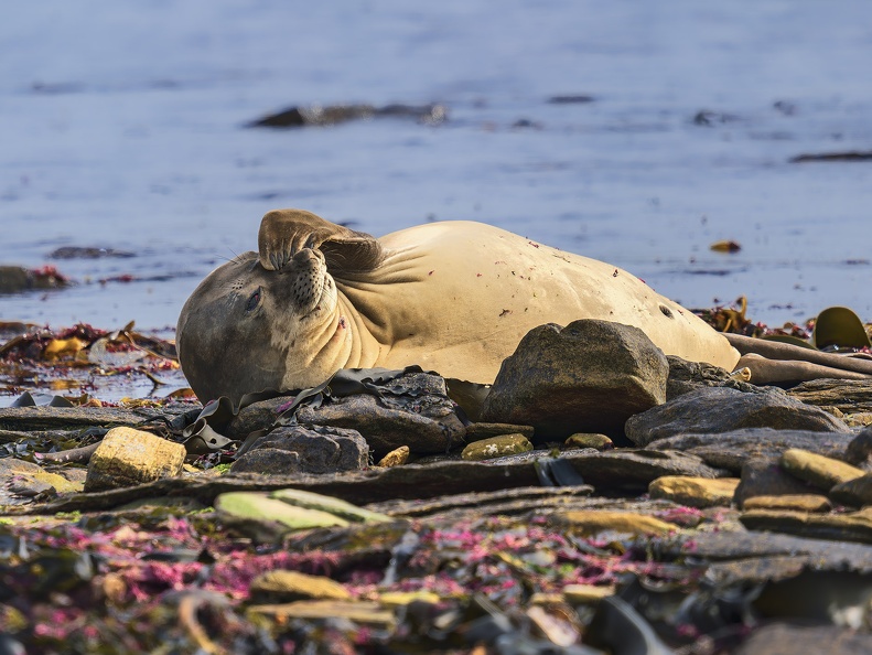 2024 02 West Falkland Carcass Island Southern Elephant Seal Bild44 web