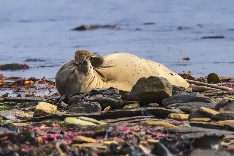 2024_02_West Falkland_Carcass Island_Southern Elephant Seal_Bild44_web.jpg