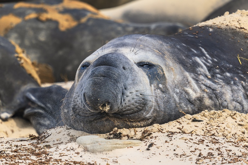 2024_02_West Falkland_Carcass Island_Southern Elephant Seal_Bild45_web.jpg
