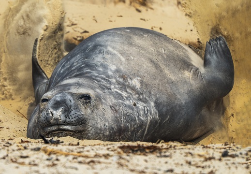 2024 02 West Falkland Carcass Island Southern Elephant Seal Bild46 web