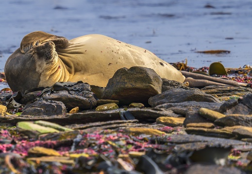 2024 02 West Falkland Carcass Island Southern Elephant Seal Bild47 web