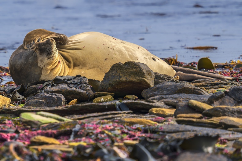 2024_02_West Falkland_Carcass Island_Southern Elephant Seal_Bild47_web.jpg