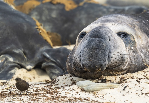 2024 02 West Falkland Carcass Island Southern Elephant Seal Bild48 web