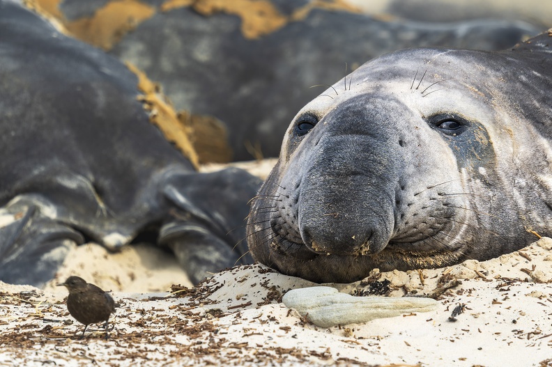2024_02_West Falkland_Carcass Island_Southern Elephant Seal_Bild48_web.jpg