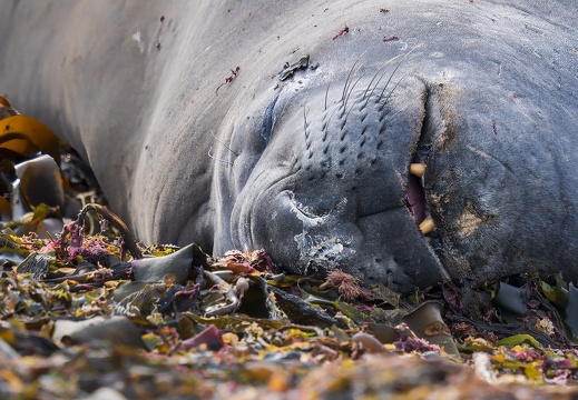 2024 02 West Falkland Carcass Island Southern Elephant Seal Bild49 web