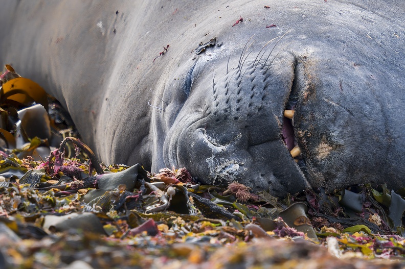 2024_02_West Falkland_Carcass Island_Southern Elephant Seal_Bild49_web.jpg
