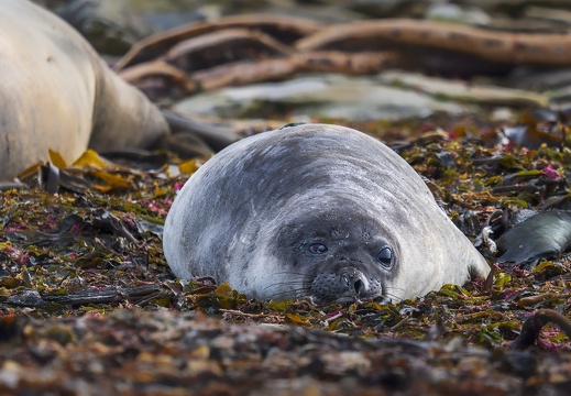 2024 02 West Falkland Carcass Island Southern Elephant Seal Bild50 web
