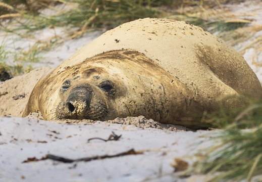 2024 02 West Falkland Carcass Island Southern Elephant Seal Bild51 web