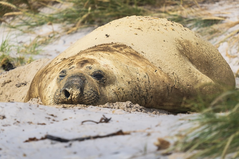 2024_02_West Falkland_Carcass Island_Southern Elephant Seal_Bild51_web.jpg