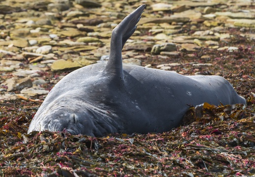 2024 02 West Falkland Carcass Island Southern Elephant Seal Bild52 web