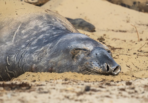 2024 02 West Falkland Carcass Island Southern Elephant Seal Bild54 web