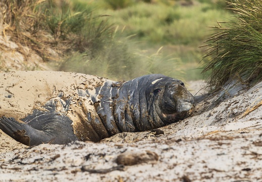 2024 02 West Falkland Carcass Island Southern Elephant Seal Bild55 web