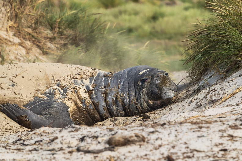 2024_02_West Falkland_Carcass Island_Southern Elephant Seal_Bild55_web.jpg