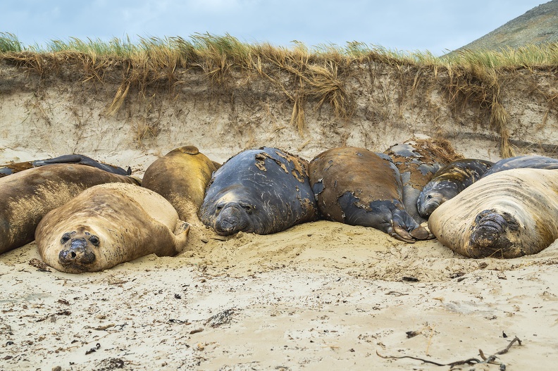 2024_02_West Falkland_Carcass Island_Southern Elephant Seal_Bild100_web.jpg