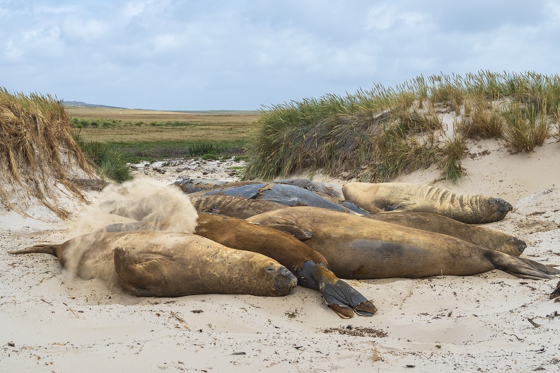 2024_02_West Falkland_Carcass Island_Southern Elephant Seal_Bild101_web.jpg