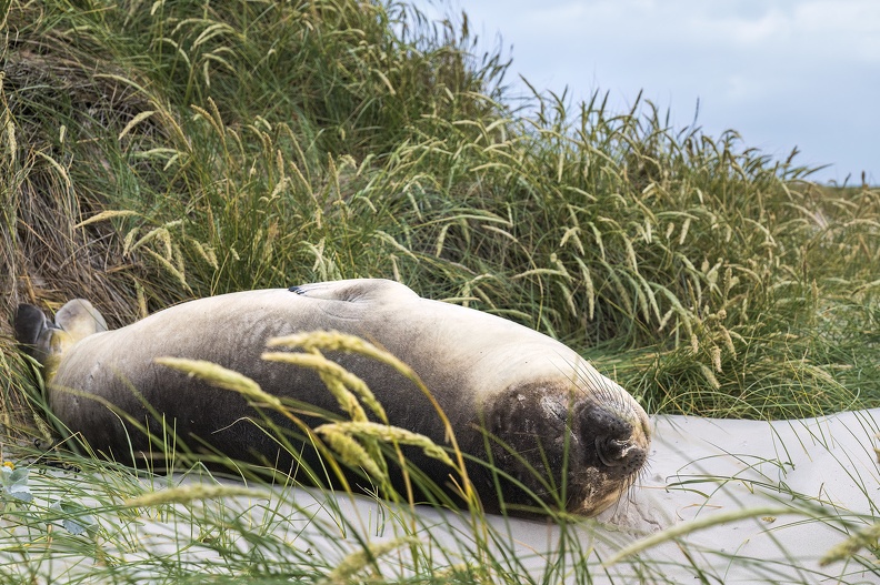 2024_02_West Falkland_Carcass Island_Southern Elephant Seal_Bild102_web.jpg