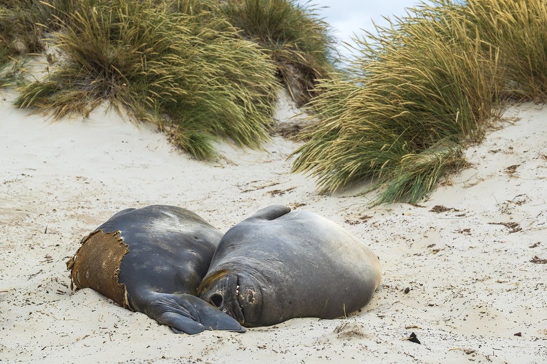 2024_02_West Falkland_Carcass Island_Southern Elephant Seal_Bild103_web.jpg