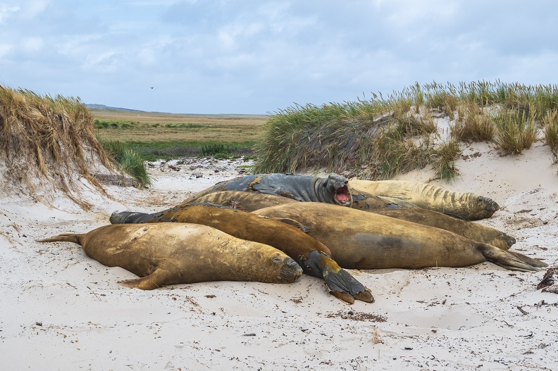 2024_02_West Falkland_Carcass Island_Southern Elephant Seal_Bild106_web.jpg