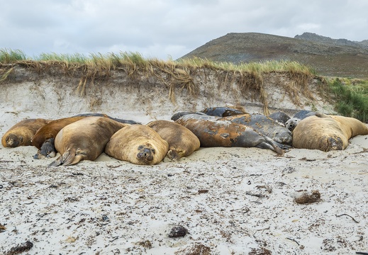 2024 02 West Falkland Carcass Island Southern Elephant Seal Bild107 web