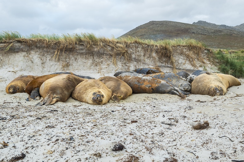 2024_02_West Falkland_Carcass Island_Southern Elephant Seal_Bild107_web.jpg
