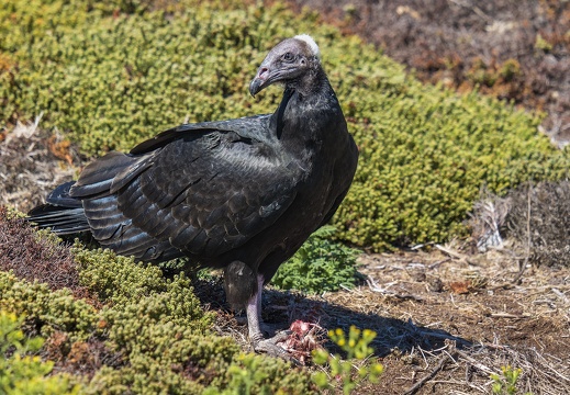 2024 02 West Falkland Carcass Island Turkey Vulture Truthahngeier Bild125 web