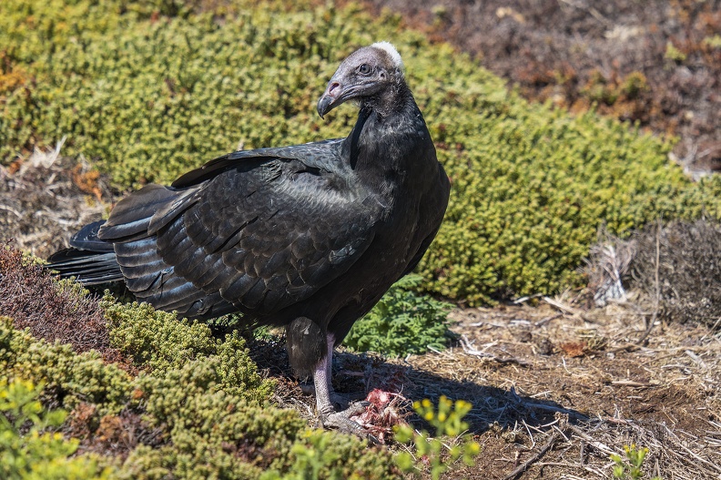 2024_02_West Falkland_Carcass Island_Turkey Vulture_Truthahngeier_Bild125_web.jpg
