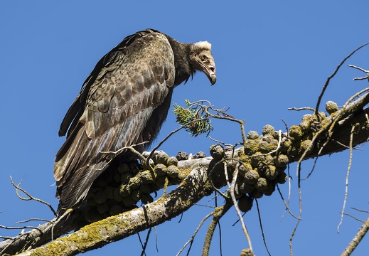 2024 02 West Falkland Carcass Island Turkey Vulture Truthahngeier Bild131 web