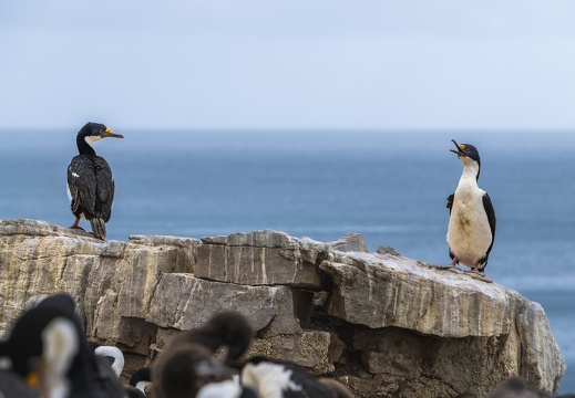 West Falkland Carcass Island Hawks Nest Valley Imperial Cormorant Blauaugenscharbe Bild93 web