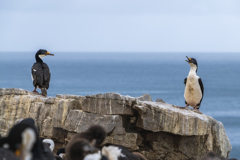 West Falkland_Carcass Island_Hawks Nest Valley_Imperial Cormorant_Blauaugenscharbe_Bild93_web.jpg