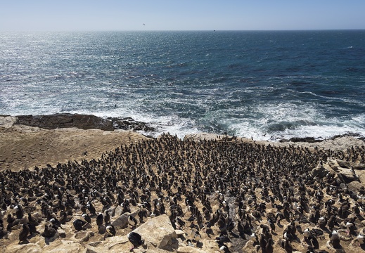 2024 02 West Falkland Carcass Island Hawks Nest Valley Imperial Cormorant Blauaugenscharbe Bild131 web