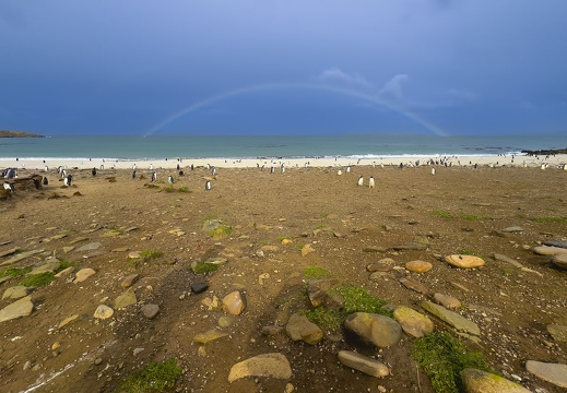 2024 02 West Falkland Carcass Island Leopard Beach Bild136 web