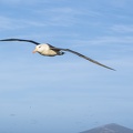2024 02 West Falkland Sounders Island Black-browed Albatross Schwarzbrauenalbatros Bild12 web