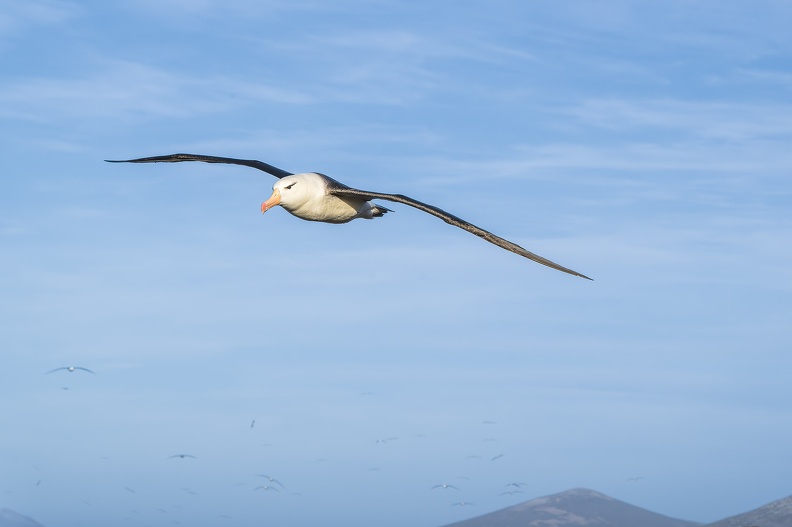 2024_02_West Falkland_Sounders Island_Black-browed Albatross_Schwarzbrauenalbatros_Bild12_web.jpg