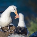 2024 02 West Falkland Sounders Island Black-browed Albatross Schwarzbrauenalbatros Bild13 web