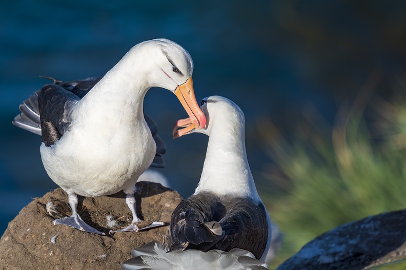 2024_02_West Falkland_Sounders Island_Black-browed Albatross_Schwarzbrauenalbatros_Bild13_web.jpg
