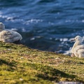 2024 02 West Falkland Sounders Island Black-browed Albatross Schwarzbrauenalbatros Bild15 web