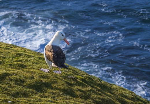 2024 02 West Falkland Sounders Island Black-browed Albatross Schwarzbrauenalbatros Bild16 web