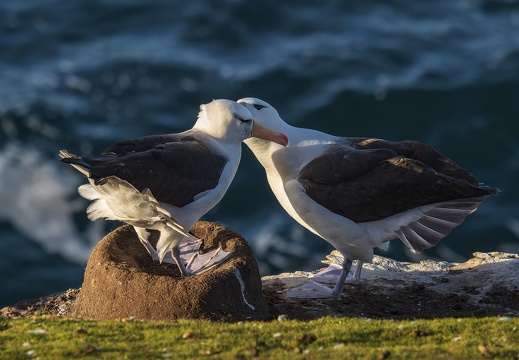2024 02 West Falkland Sounders Island Black-browed Albatross Schwarzbrauenalbatros Bild19 web
