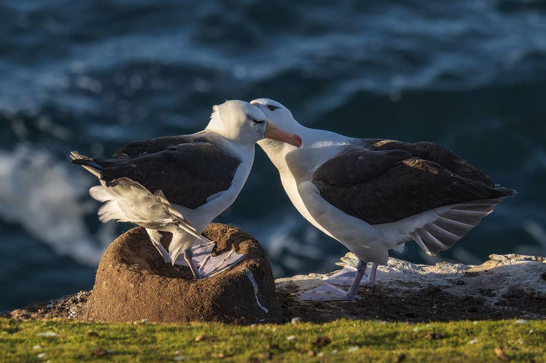 2024_02_West Falkland_Sounders Island_Black-browed Albatross_Schwarzbrauenalbatros_Bild19_web.jpg