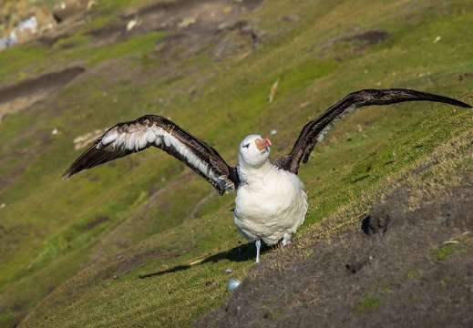 2024 02 West Falkland Sounders Island Black-browed Albatross Schwarzbrauenalbatros Bild22 web
