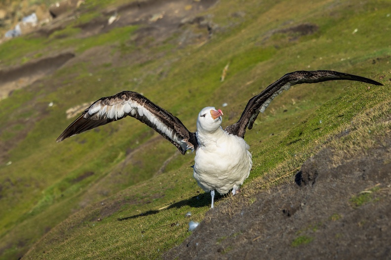 2024_02_West Falkland_Sounders Island_Black-browed Albatross_Schwarzbrauenalbatros_Bild22_web.jpg