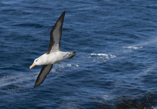 2024 02 West Falkland Sounders Island Black-browed Albatross Schwarzbrauenalbatros Bild25 web