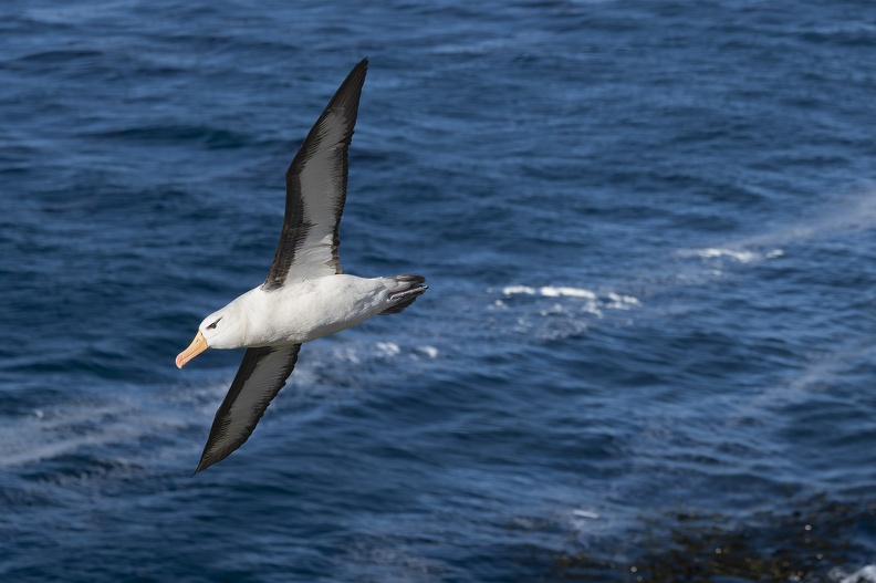 2024_02_West Falkland_Sounders Island_Black-browed Albatross_Schwarzbrauenalbatros_Bild25_web.jpg