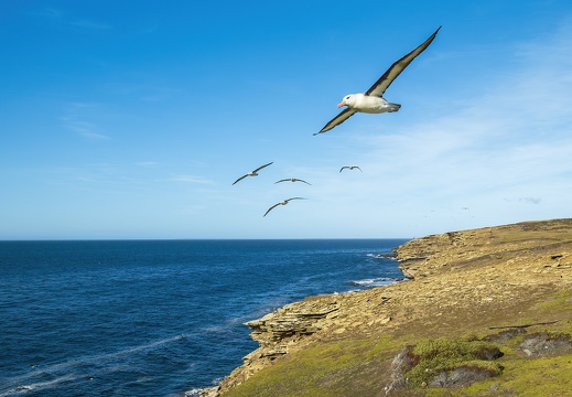 2024 02 West Falkland Sounders Island Black-browed Albatross Schwarzbrauenalbatros Bild26 web