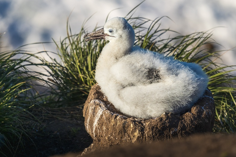 2024_02_West Falkland_Sounders Island_Black-browed Albatross_Schwarzbrauenalbatros_Bild27_web.jpg