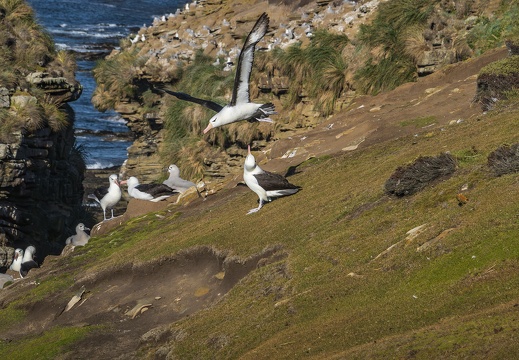 2024 02 West Falkland Sounders Island Black-browed Albatross Schwarzbrauenalbatros Bild66 web